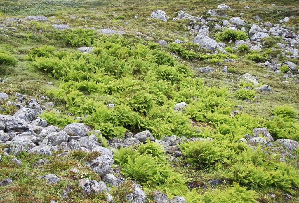 Mallan luonnonpuisto, Enontekiö. Kuva: Arto Saikkonen expansa) ja harvemmin suippohärkylää (Polystichum lonchitis); näistä etenkin liesu kasvaa myös tunturikivikoissa.