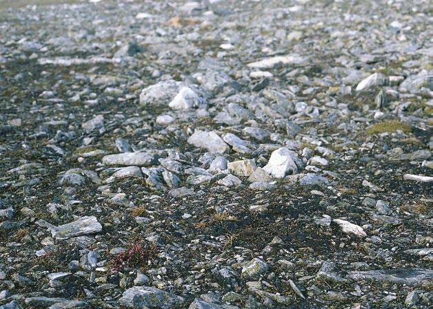 Duolljehuhput, Enontekiö. Kuva: Risto Virtanen tila heikentyy kuivuuden lisääntyessä, jolloin paikalle levittäytyy lumenviipymille epätyypillistä lajistoa.
