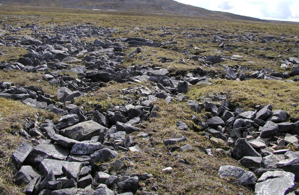 lohkarepintoja. Tunturikangasmaastossa alapaljakalla esiintyvien aktiivisten kuviomaiden kasvilajisto on erikoinen yhdistelmä tunturikankaiden, lumenviipymien, soiden ja puronvarsien lajistoa.