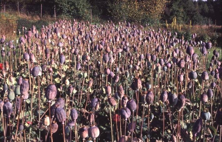 Oopiumiunikko (Papaver somniferum) Historian aikana tämän tärkeän rohdos- ja maustekasvin viljelyä on kokeiltu Suomessa useamman kerran, mutta kaupallinen viljely aina tyrehtyi sen pitkän kasvukauden