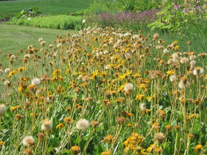 Etelänarnikki (Arnica montana). Arnikkilajit Viileästä vuoristosta kotoisin oleva rohdoskasvi viihtyy Suomessa hyvin ja tuottaa hyvälaatuisia siemeniä. Kukinta on yleensä heinäkuussa.