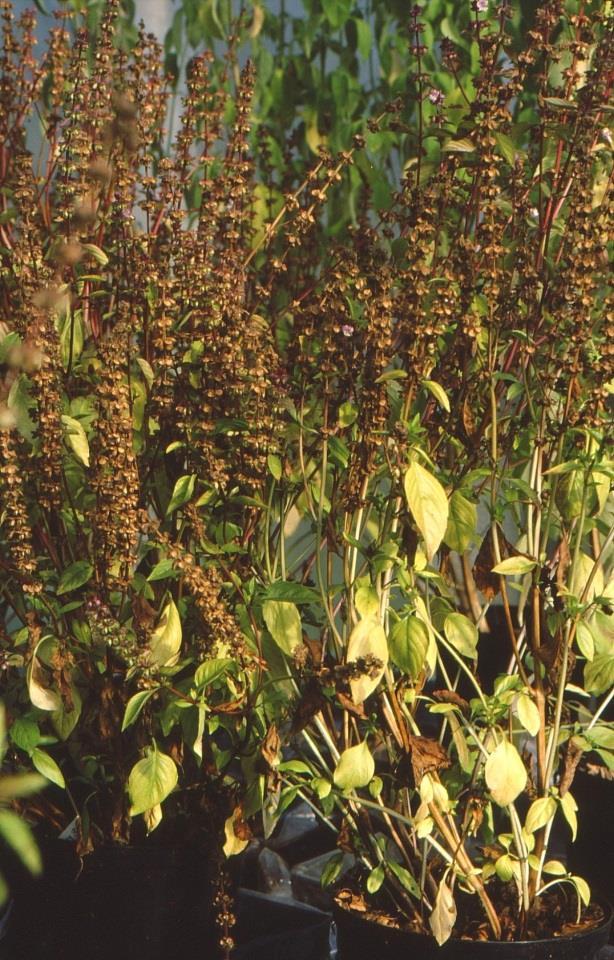 Kasvihuoneessa, kun viiden litran ruukkuun istutettiin 3-4 tainta, saatiin syksyllä siemensatoa keskimäärin 15 g/ruukku. Yksi kasvi tuotti keskimäärin 4.7 g:a siementä.