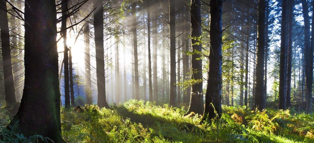 UEF metsä-, puu- ja maankäyttöbiotalouden kärjessä UEF:n