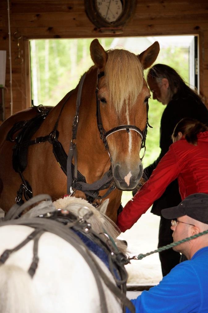 Hevosvoimaa Sosiaalipedagogista hevostoiminta Ruskan riemut PTH Katri Lindström Hevosvoimaa I 20.4. 18.5.