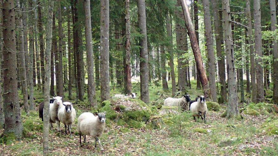 1. Johdanto Selvitysalue sijaitsee Eurassa, Pyhäjärven rannalla, rajautuen rantaviivassa Pyhäjärven Natura-alueeseen ja pohjoisessa Harolan lehtojensuojelualueeseen.