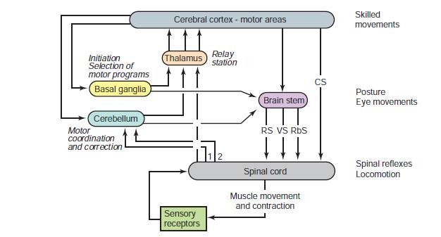 10 2.2.2 Muut laskevat hermoradat Suoran yhteyden lisäksi kortikospinaalisella radalla on yhteyksiä aivorungossa sijaitseviin motorisiin keskuksiin, jotka muodostavat erillisiä laskevia hermoratoja
