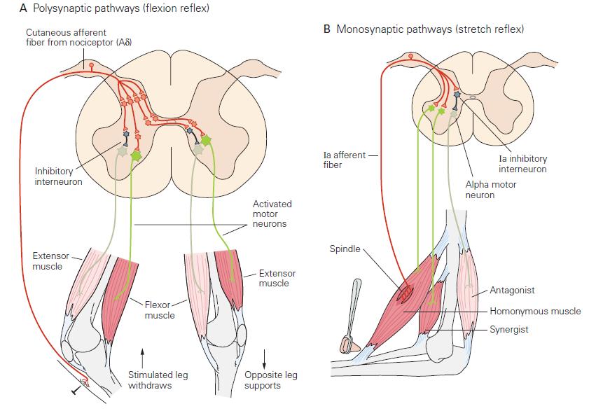 13 muuttua esimerkiksi periferiasta tulevan sensorisen tiedon pohjalta. (Guyton & Hall 2006, 673.