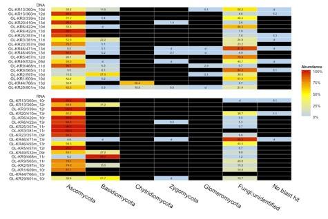 Sienet syväbiosfäärissä Hajottavat eloperäistä ainesta Kuollut biofilmi kivipinnoilla Rapauttaa kivimateriaalia Ravinteita ja mineraaleja vapautuu muun yhteisön käyttöön Heterotrofiset anaerobiset