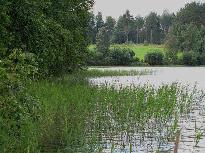 12 7. Syväri (LIITTEET, Kartta 2.) Syvärin etelä- ja kaakkoisranta, jotka kuuluvat suunnittelualueeseen, ovat harjusorarantoja.