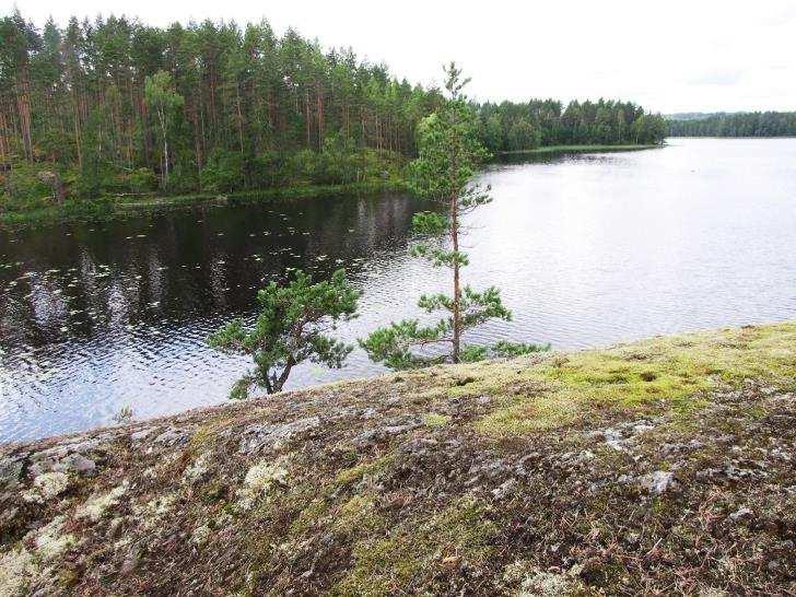 Puusto alueella todettiin varsin iäkkääksi, mutta alue on kuitenkin tasaikäistä talousmetsää.