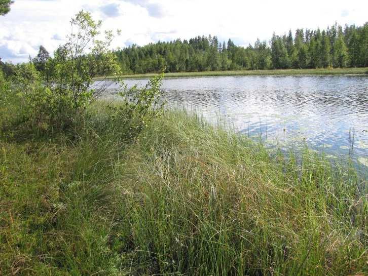 30 Kuva 46. Rajalampea itärannalta etelään päin kuvattuna. Kuva 47. Rajalammen kapean keskiosan kelluslehtisiä, pääosin ulpukkaa. 17. Rappunen (LIITTEET, Kartta 3.