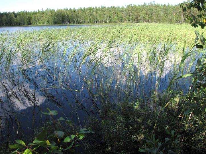 Suunnittelualue on pääosin dys-oligotrofista vettä, mutta ranta- ja vesikasvilajisto indikoi hienoista rehevöityneisyyttä. 18.1. Korholan ranta Korholan ranta on osin kivistä hiekkapohjaista harjurantaa.