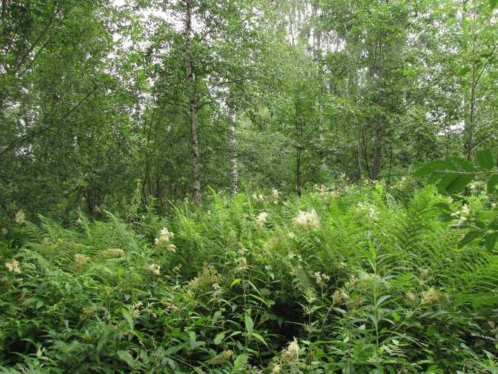 Metsien lajisto todettiin tavanomaiseksi. Ranta- ja vesikasvillisuus indikoi dysoligotrofisuutta, joka vaihettui lahden perukkaa kohti eutrofiseksi.