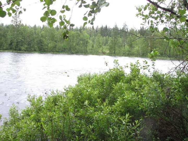 Etelää kohti mentäessä metsät vaihtuivat kuusivaltaisiksi tuoreiksi tai lehtomaisiksi kankaiksi (MT, MaT, OMT).