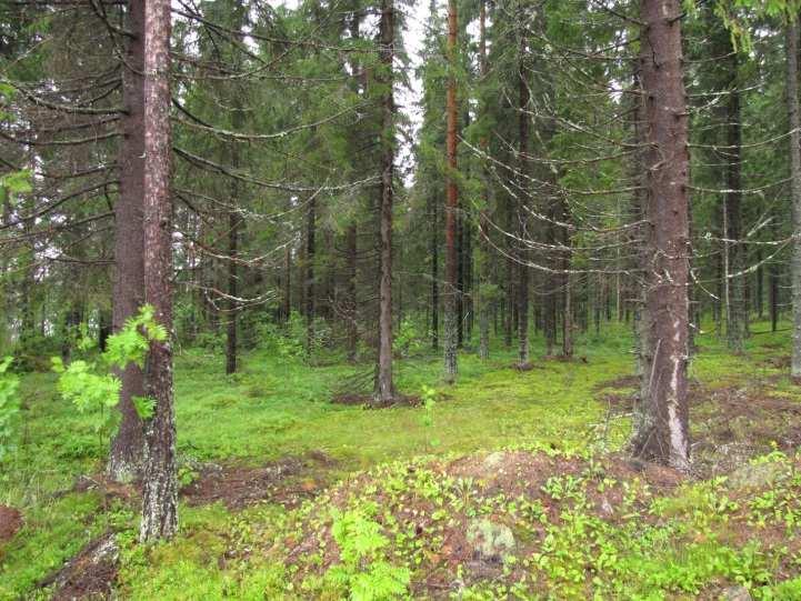 Alueen kasvi- ja lintulajisto todettiin tavanomaiseksi eikä alueella todettu merkkejä liito-oravan oleskelusta tai liito-oravalle soveliasta elinympäristöä.