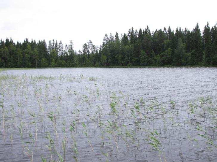 37 puuston takana kookasta kuusikkoa (MT). kauempana rannasta vaihettuu MT-männiköksi.