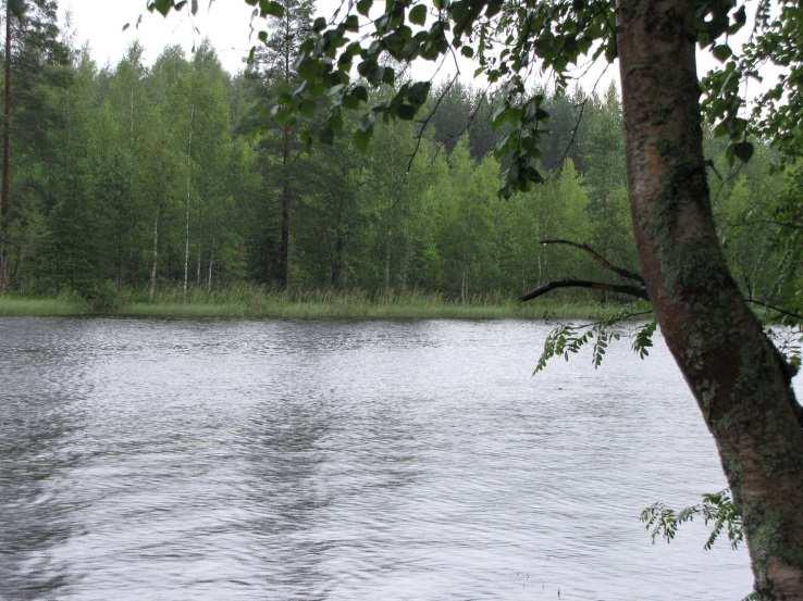 Lahden suulla rannat ovat vähemmin liettyneitä, jolloin rannat todettiin osin hietapohjaisiksi. Lahti on melko matala kasvaen paikoin keskiosissakin ulpukkaa (Kuva 68.).