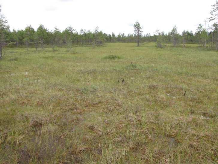 Suoniemen länsi- ja eteläosassa näkyy jään kulkusuunnan mukaista juotteisuutta. Kuva 75. Suoniemen koillisrantaa etelään päin kuvattuna. Suo jää oikealle harjanteen taakse. 20.