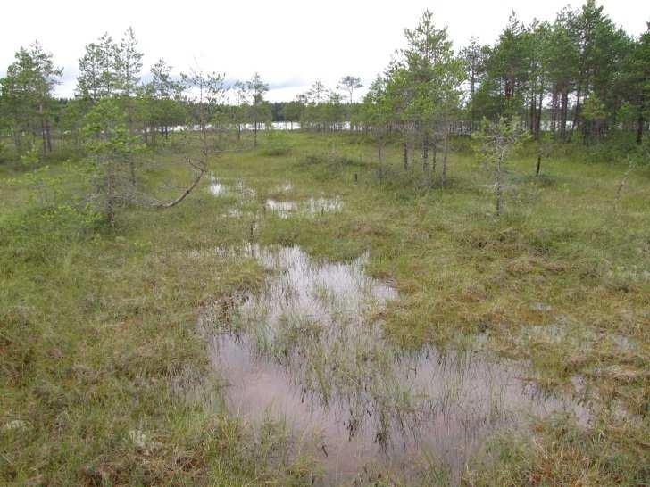 ) Tunnilanlampi on luoteis-kaakko -suuntainen liettynyt ja matala eutrofinen lampi, joka sijaitsee laakealla glasifluviaalisella sedimenttipatjalla (Kuva 76.). Lampea ympäröivät mäntyvaltaiset tuoreet kankaat (MT), alavammilla kosteapohjaisilla paikoilla valtapuu on kuusi (MT).