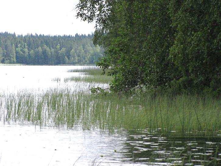 Lammen kaakkoissivu on avohakattu ja lammen länsirannalla on lehtipuiden (hies- ja rauduskoivua, harmaaleppä ja haapa) muodostama vyöhyke länsirannan peltojen ja lammen välissä.