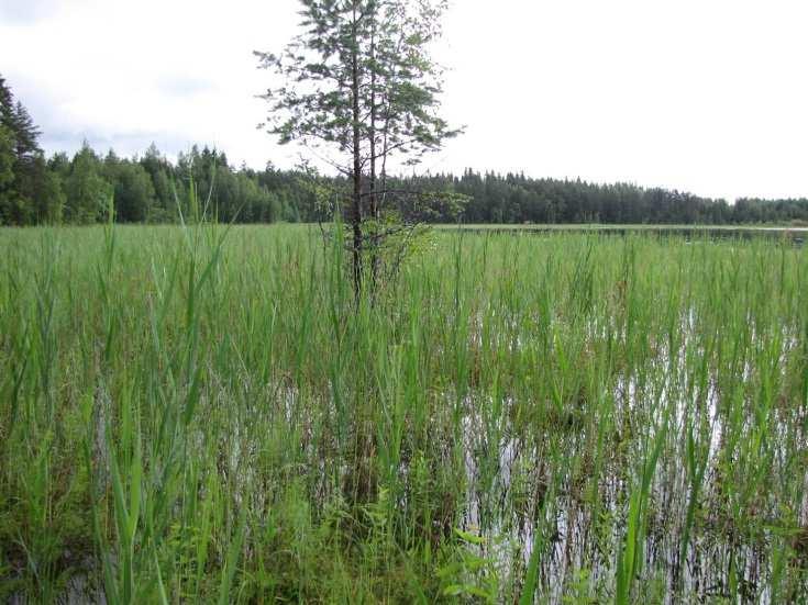 42 Suunnittelualueeseen kuuluu Pieni-Mieloosta vain pohjoispään luoteiskulma. Suunnittelualueen vesialue on matalaa, pohjoisrannasta ruohottunutta lahtea, jota reunusta leveä sararahkahetteikkö.