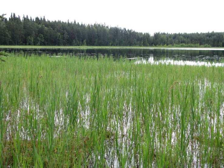 Lounaisrantaa pitkin kulkee mökkitie, jonka takaa rantarinne nousee varsin jyrkkänä harjusoran peittämälle kalliokumpareelle.