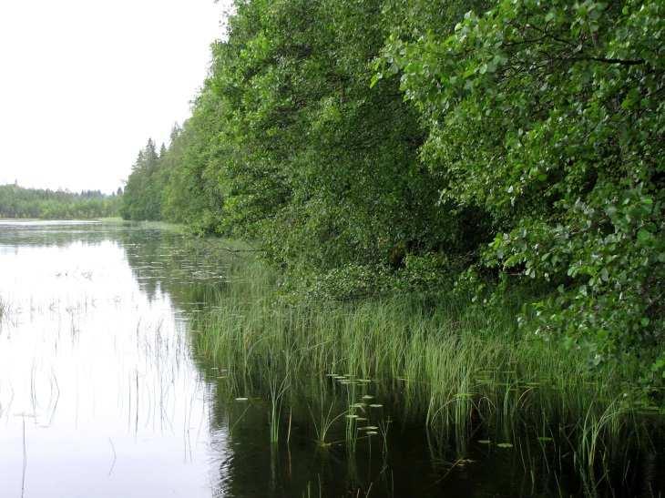 45 Kuva 80. Matalaa, hietapohjaista lounaisrantaa etelään päin kuvattuna. Kuva 81. Luomasen kaakkois- ja itärannan metsät ovat mäntyvaltaista MT-kangasta.