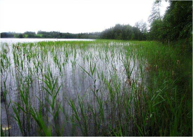 ja lahdelmien liettyneillä pohjilla todettiin varsin laajoja ulpukkakasvustoja (Kuva 85.).