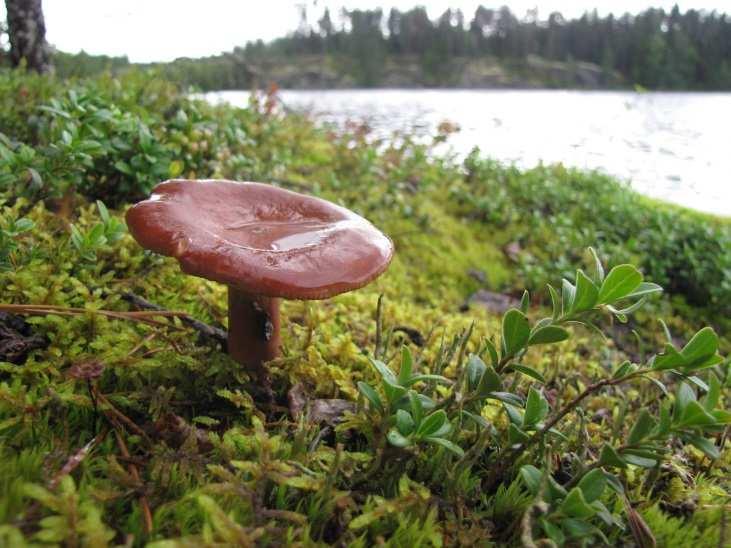 Alueella ei todettu rauhoitettuja tai uhanalaisia kasvilajeja, uhanalaisia lintulajeja tai uhanalaisille lajeille (direktiivin IV(a) lajit) soveltuvia elinympäristöjä, jotka olisi erityisesti