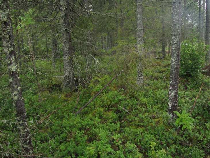 Länsirannan kaksi kalliojyrkännettä ovat maisemallisesti merkittäviä, jonka vuoksi ne tulisi jättää nykytilaansa (LIITTEET, Kartta 4.). 27. Inkinen (LIITTEET, Kartta 4.