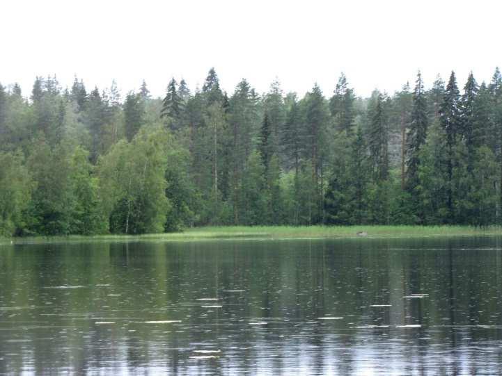 Inkisen koillis- ja pohjoisrantaa pitkin kulkee taaja järviruokovyöhyke (kuva 94.), joka indikoi voimakasta rehevöitymistä.