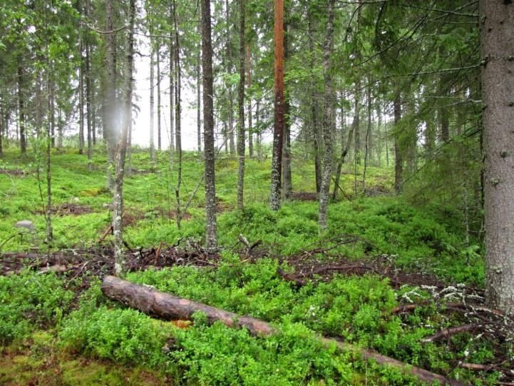 ) ja lahdelmissa todettiin jouhisaran ohella taajat järviruokokasvustot. Inkinen on eutrofinen, hyvin ruskeavetinen järvi. Inkisen ympäristön metsät ovat MT-kankaita, jotka on pääosin avohakattu.