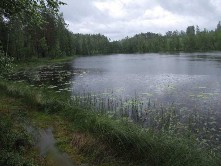 52 Kuva 97. Haukilammen länsirantaa pohjoiseen kuvattuna. Taustametsän aukko on peltomaata. Kuva 98. Rehevöityneen Haukilammen pohjoisrantaa sähkölinjan alta kuvattuna. 30.