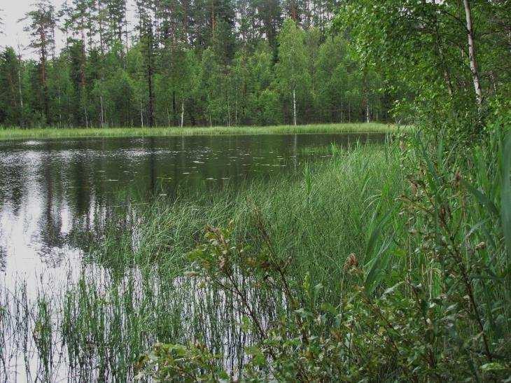 Muutoin lammen ympäristö on alavaa. Lampea ympäröi rämealue, ja lammen pohjoispään rämeeltä on vedetty oja Kaakkolampeen.