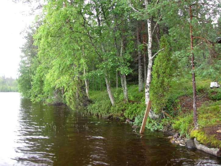 Suuri-Saarisen oligotrofista pohjoisrantaa