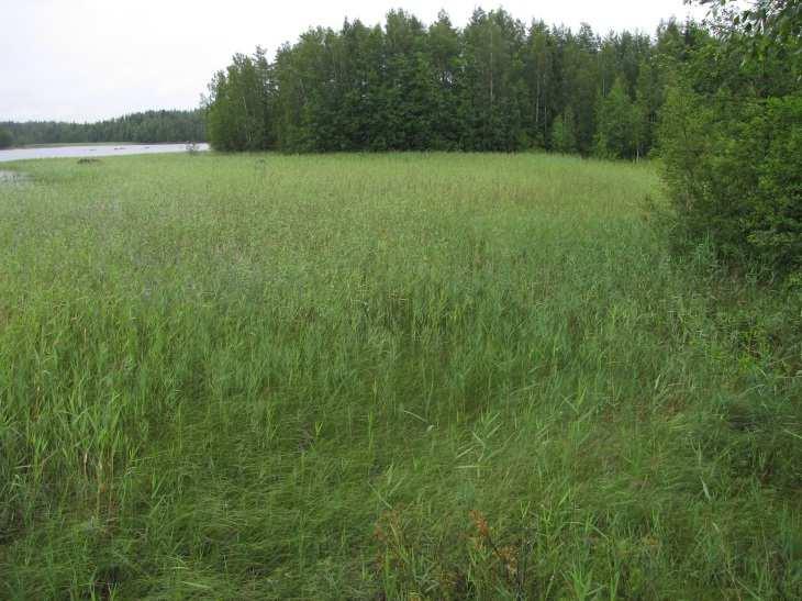 66 siirtolohkareita. Järviruokoa kasvoi lahdella laajalti ja kelluslehtisiä oli todettavissa koko lahden alueella. Matalat rannat ovat paikoin maatuneet varsin pitkälle (Kuva 124.).