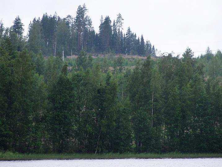 67 (MT -kankaita) on avohakattu rannan suojavyöhykettä lukuun ottamatta (Kuva 126.). Metsien lajisto todettiin tavanomaiseksi kangasmetsien ja lehtomaisten kankaiden lajistoksi.