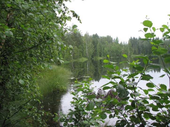 Likolammella tai sen lähiympäristössä ei todettu rauhoitettuja tai uhanalaisia kasvilajeja, uhanalaisia lintulajeja, uhanalaisille lajeille (direktiivin IV(a) lajit) soveltuvia elinympäristöjä,