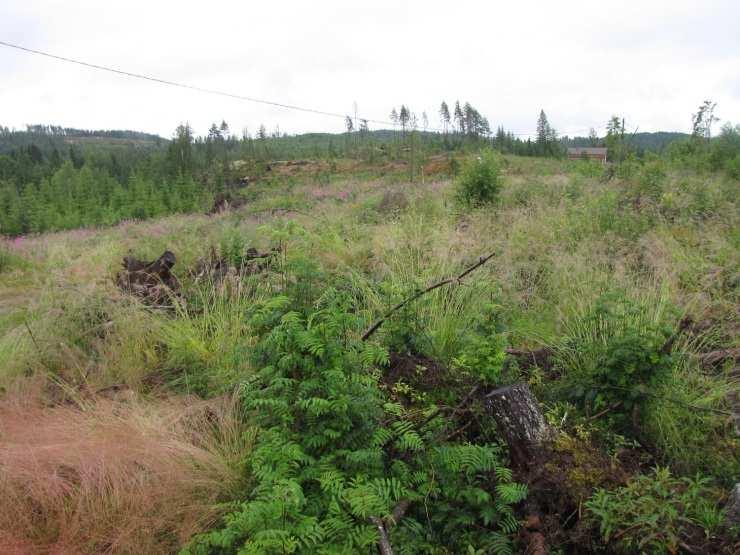 Honkaniemen itäpuolen lahti on matala, laajalti järviruokoa kasvava eutrofinen vesialue (Kuva 137.). Kelluslehtisiä kasvoi koko lahden vesialalla.