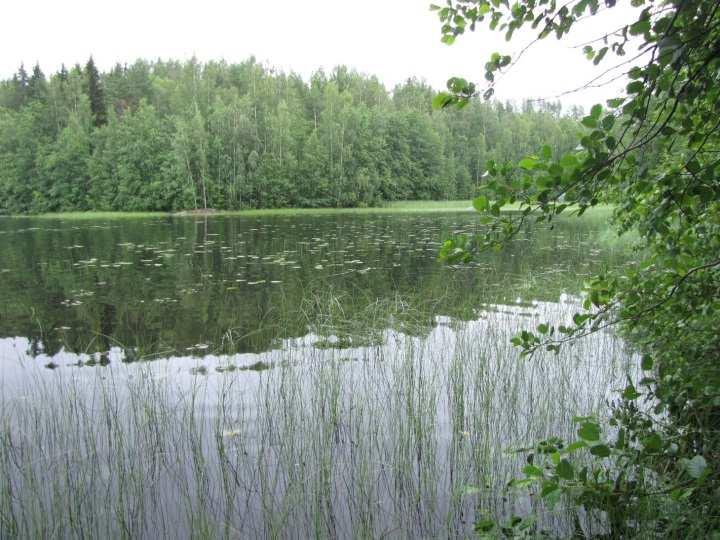 Kiermilahden ja Talvilahden ympäristön metsät ovat mäntykankaita (MT), joista merkittävä osa on avohakattu tai kasvaa nuorta taimikkoa. Osa hakkuista on ulotettu lahtien rantaviivaan asti.