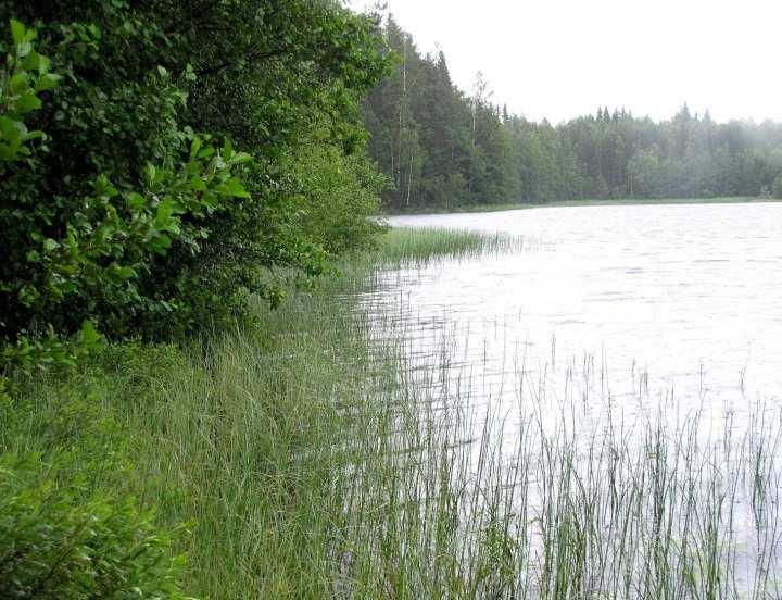 Paikoin alarinteillä oli todettavissa lehtomaisuutta (OMaT). Metsälajisto todettiin kuitenkin tavanomaiseksi.