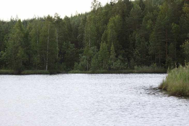 Salilammen pohjoisrannat todettiin avohakatuiksi (MT-kangasta) ja itärannan kankaat kasvoivat ensiharvennusvaiheen männikköä (VT-kangasta).