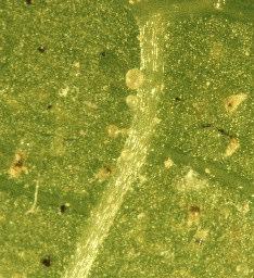 Kehrääjäpunkit (Tetranychidae) Vihannespunkki (Tetranychus urticae) Kuva: MTT/Heini Koskula vihannespunkkinaaraat (oik.) ovat noin 0,5 mm pituisia ja ovaalin muotoisia, koiraat (vas.