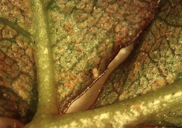 Kehrääjäpunkit (Tetranychidae) Vihannespunkin aiheuttama vioitus Kuvat: MTT/Irene Vänninen vihannespunkki tulee toimeen 200 300 eri isäntäkasvilla (ruohovartisista puuvartisiin) työntävät suuosansa