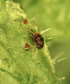 Kehrääjäpunkit (Tetranychidae) Neilikkapunkki (Tetranychus cinnabarius) Kuvat: MTT/Isa Lindqvist vp:n ja neilikkapunkin taksonomia on vielä vakiintumaton.