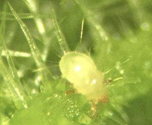 cucumeris -petopunkkien ravintona ripsiäispetopusseissa aikuiset ovat kooltaan noin 0,5 mm ja niiden paksussa ruumiissa on pitkiä karvoja. Väriltään homepunkit ovat vaaleita.