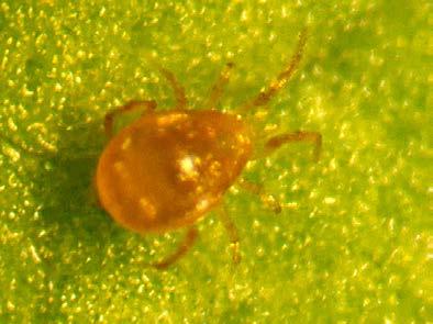 Torjuntaeliöt Ansaripetopunkki (Phytoseiulus persimilis) viisi kehitysvaihetta: muna, toukka, 2 nymfiä ja aikuinen aikuinen naaras on kooltaan noin 0,6 mm:ä, pisaranmallinen ja väriltään