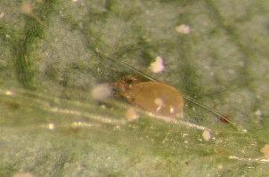 acarisuga) Kuva: L. S. Osborne http://creatures.ifas.ufl.edu/beneficial/ F_acarisuga_larva.