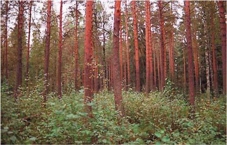 Esimerkkejä 1.