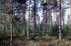 Tuhkalannoituskoe,